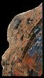 Tall Arizona Petrified Wood Bookends #41499-2